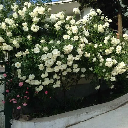 Zora ساني بيتش